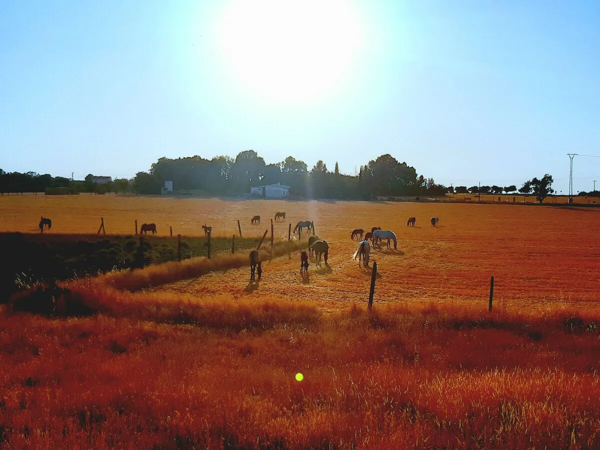 Atardecer sobre los campos de Daimiel