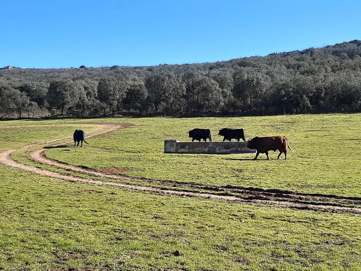 Toros pastando en la dehesa