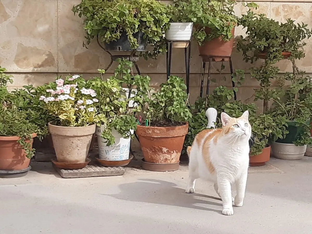El patio de la casa con macetas y un gato